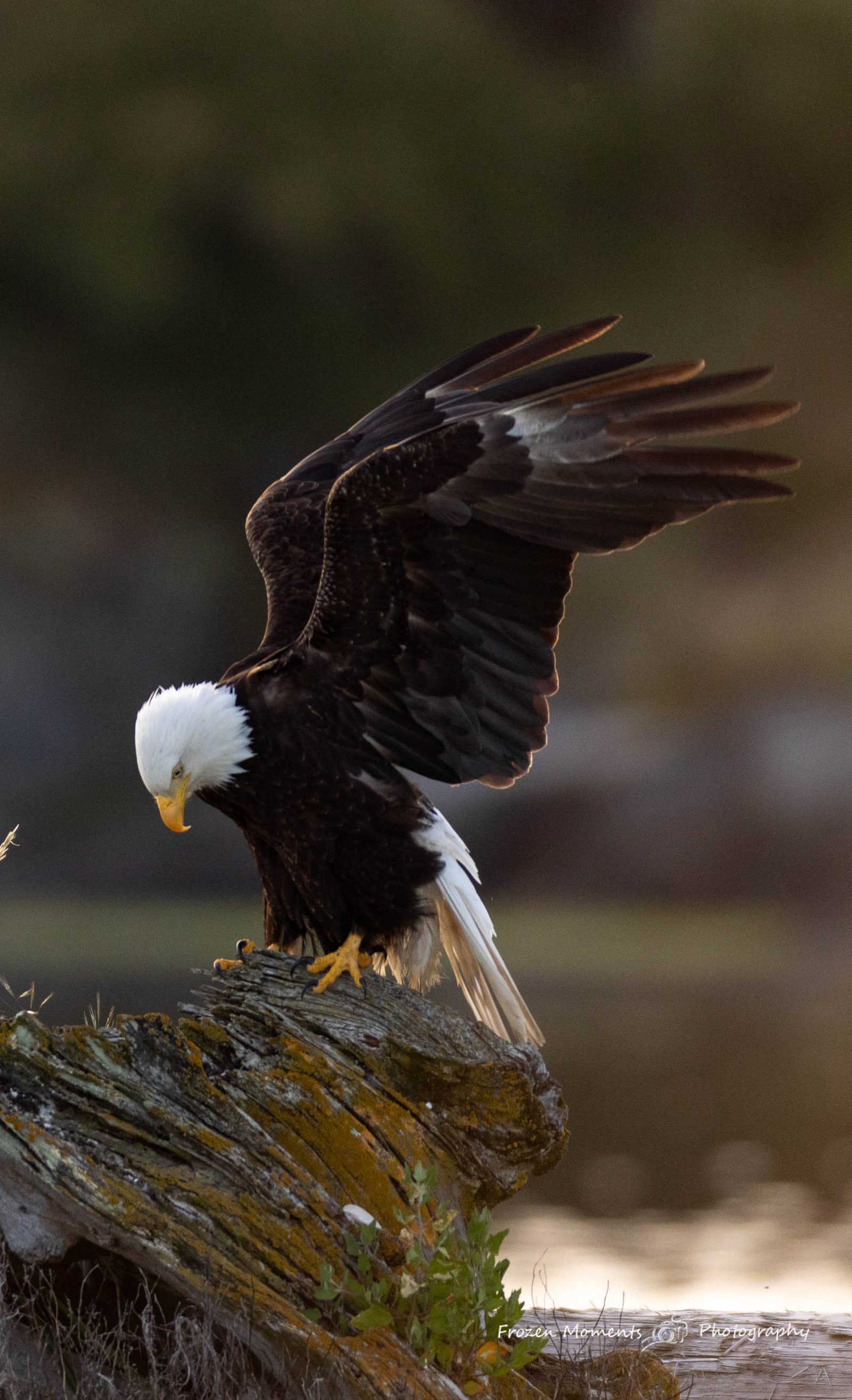 Perch