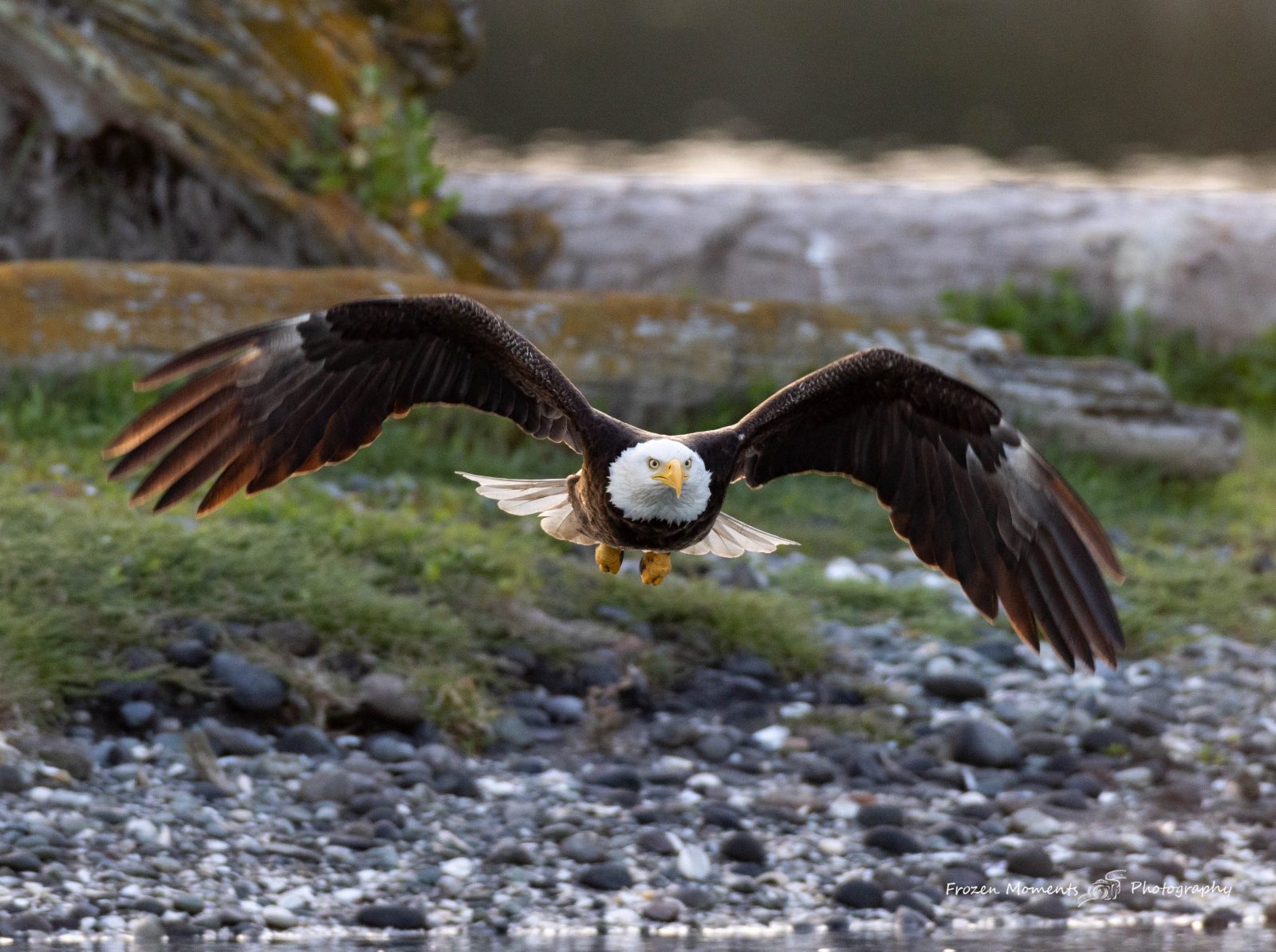 In Flight (eagle)