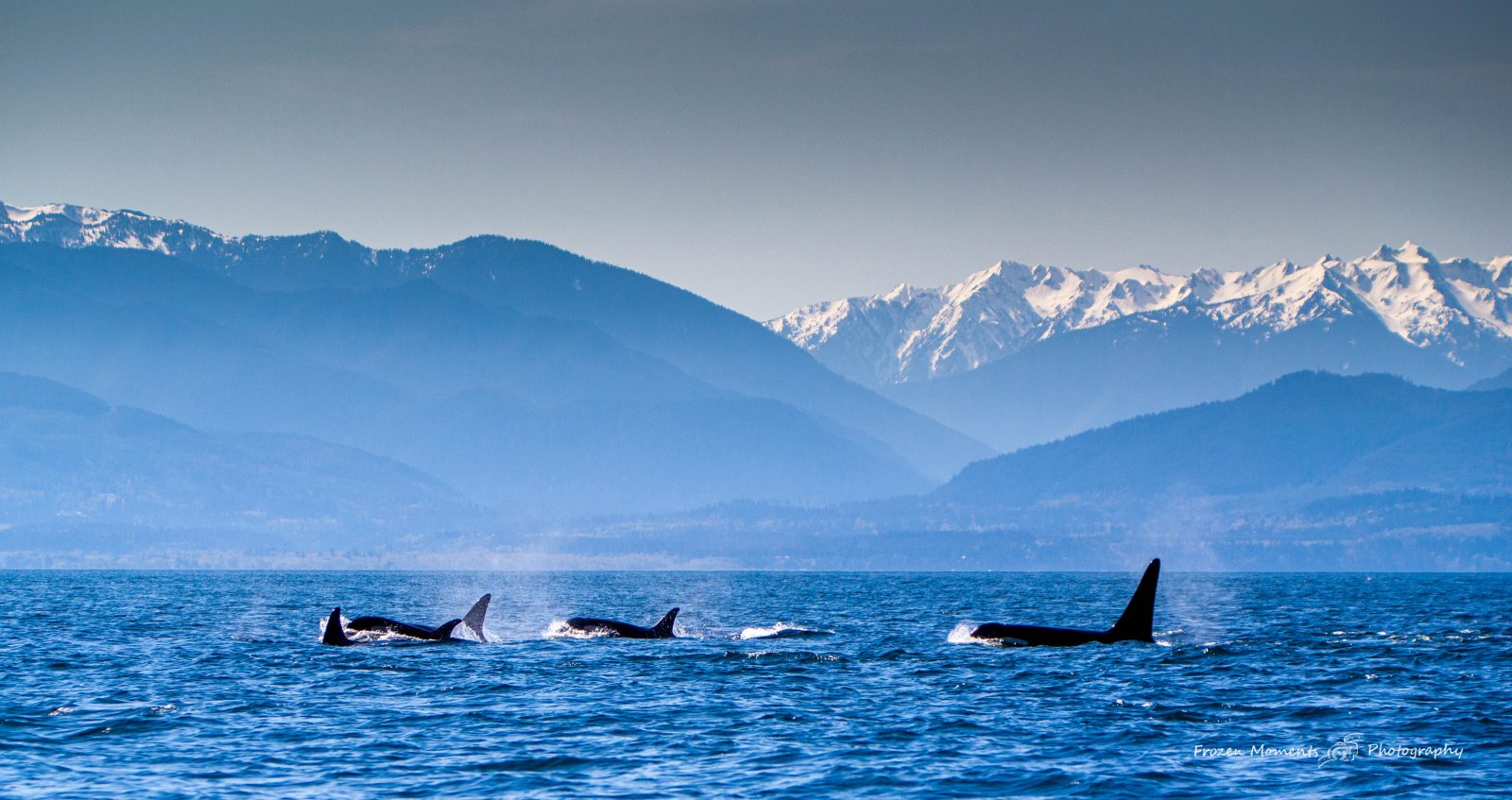 Orcas in the Strait