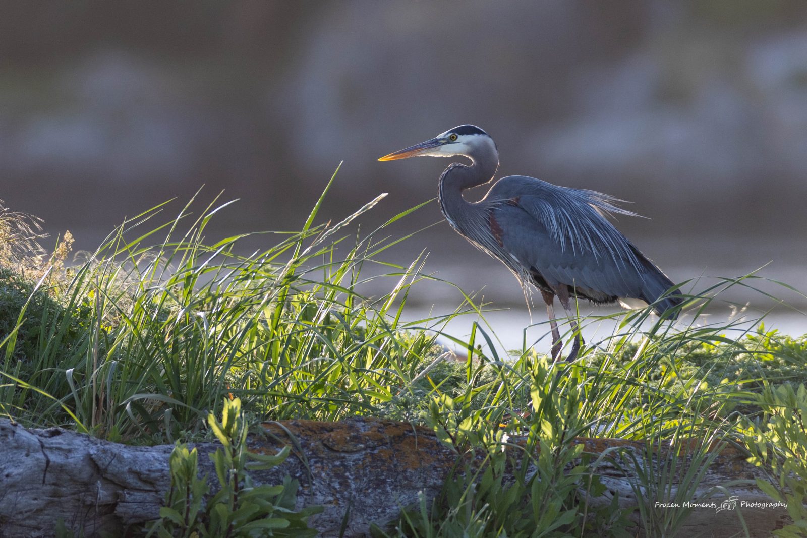 Heron