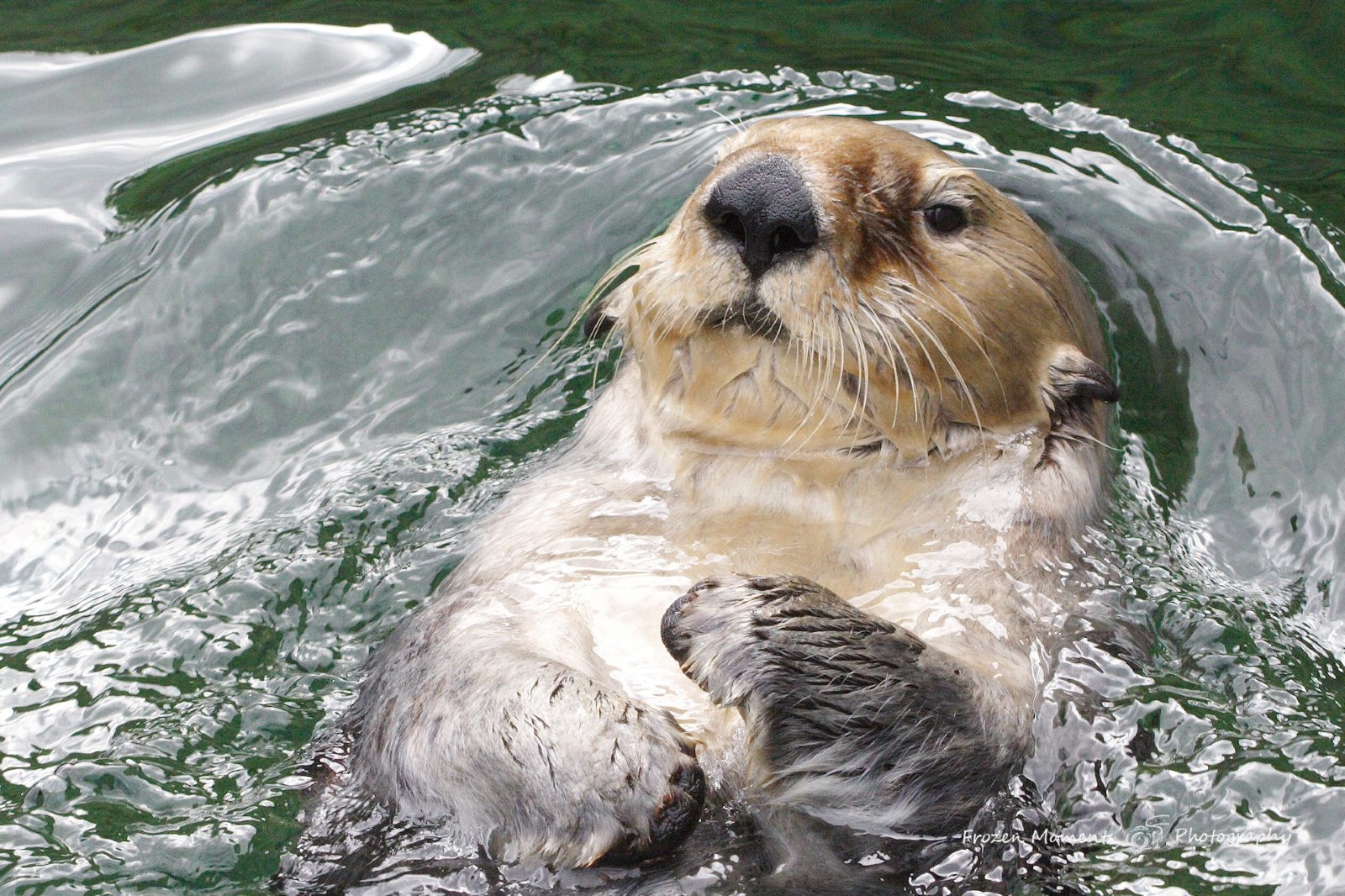 Sea Otter
