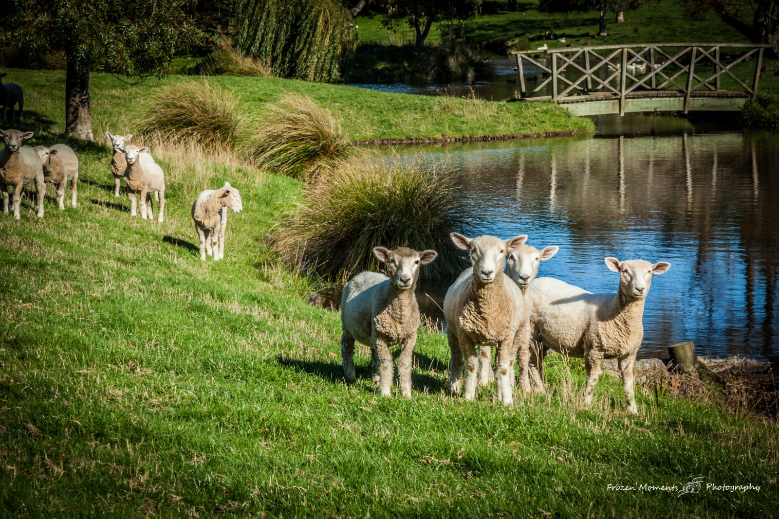 New Zealand Sheep