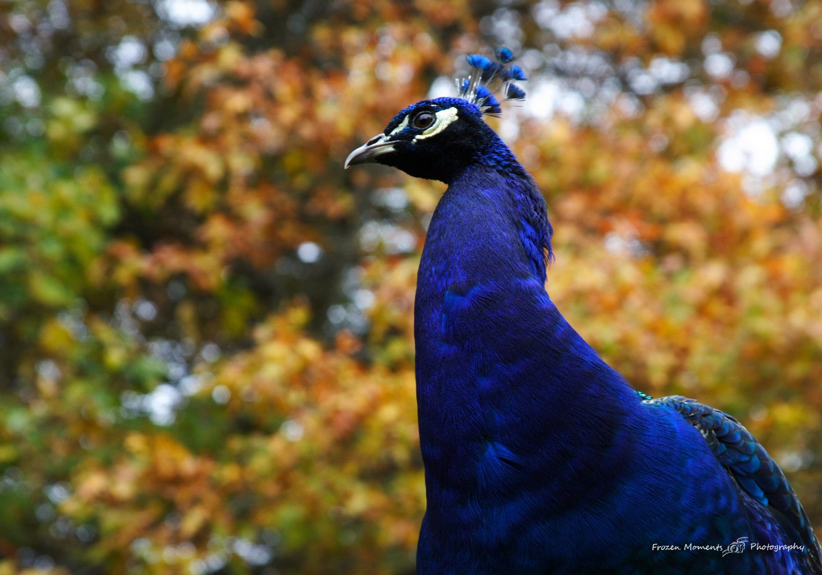 Peacock Closeup