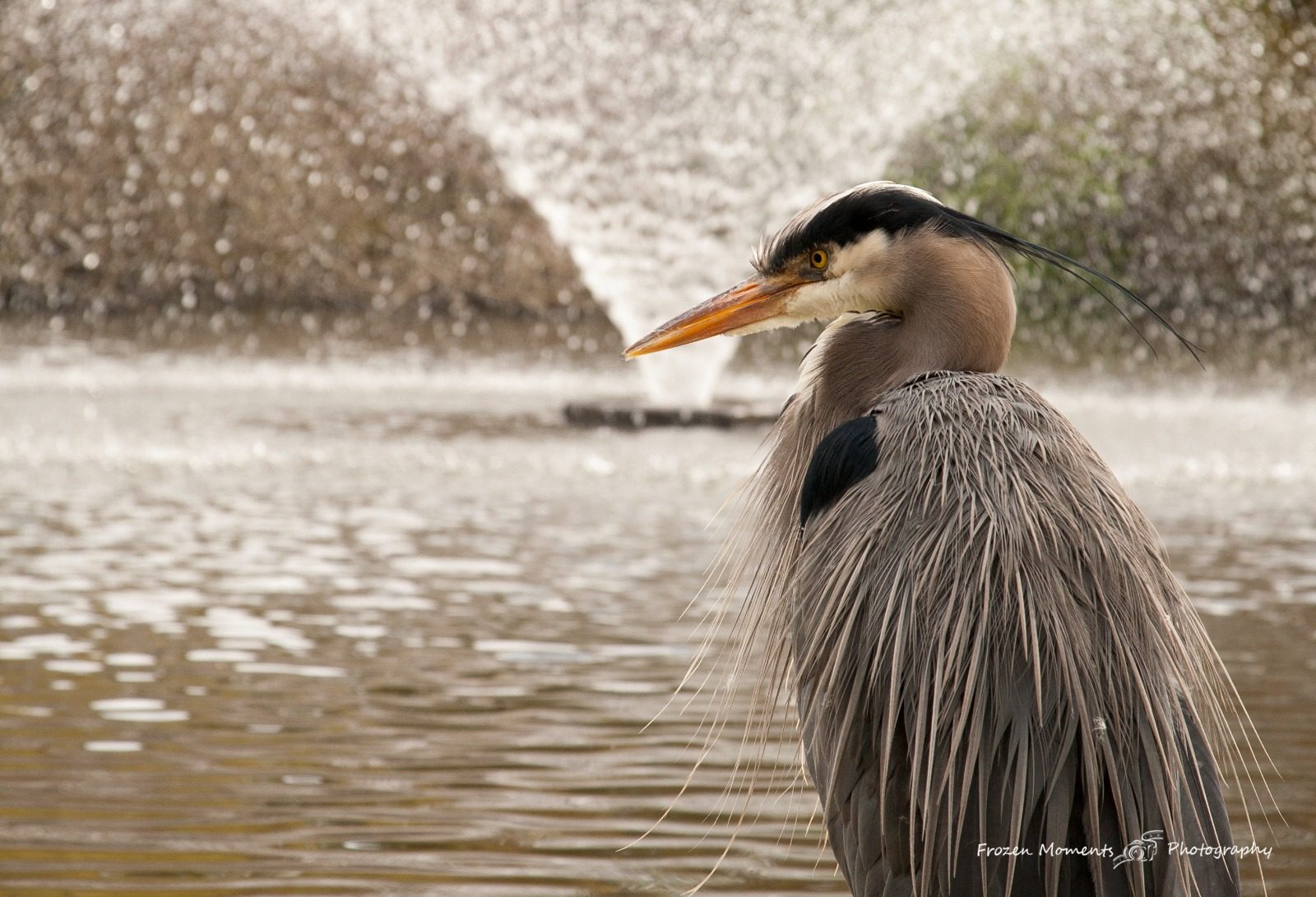Great Blue Heron
