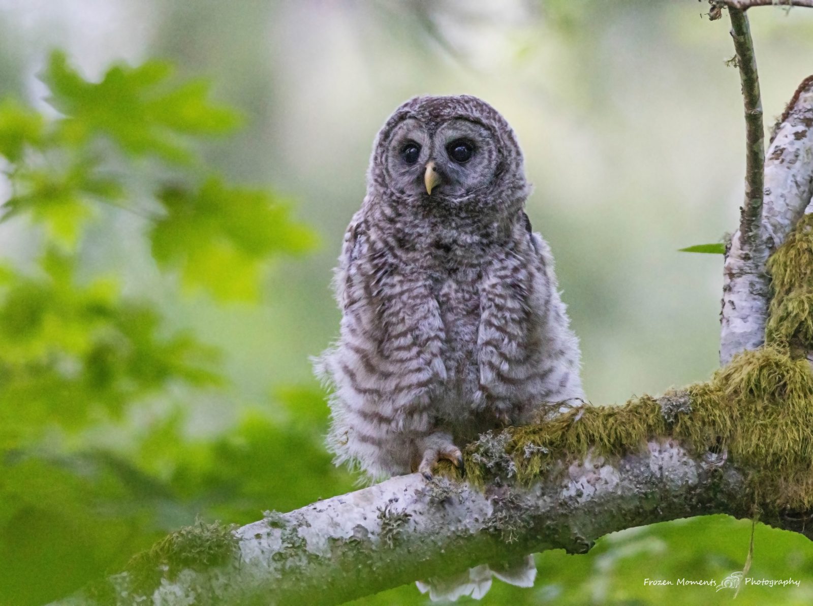 Owlette