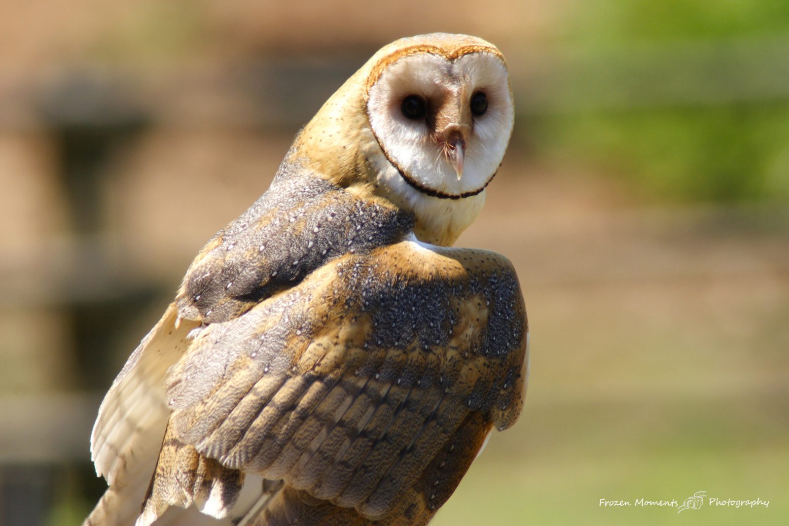Barn Owl