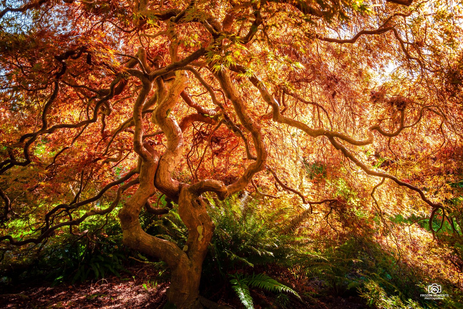 Fire Maple
