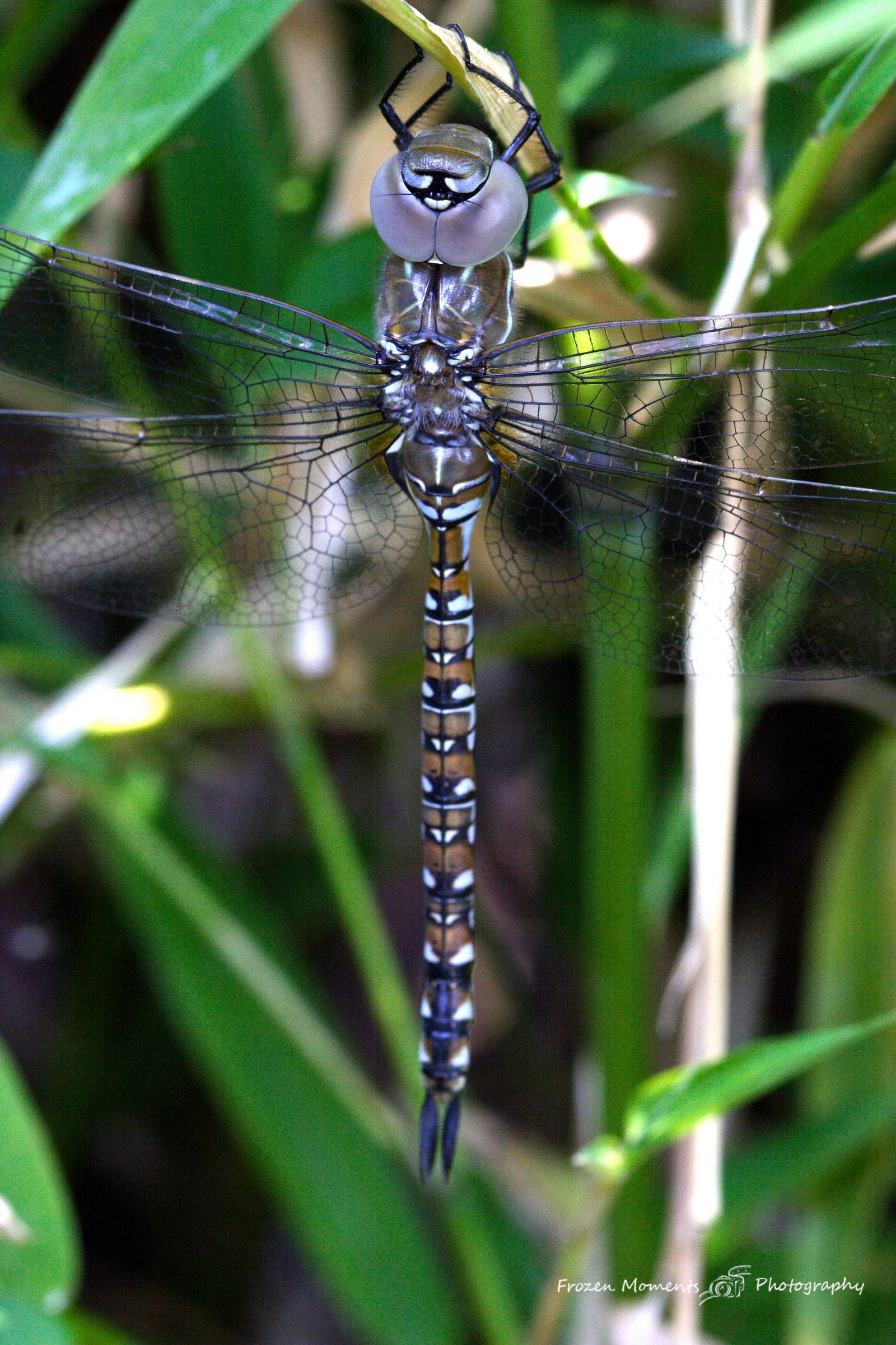 Dragon Fly