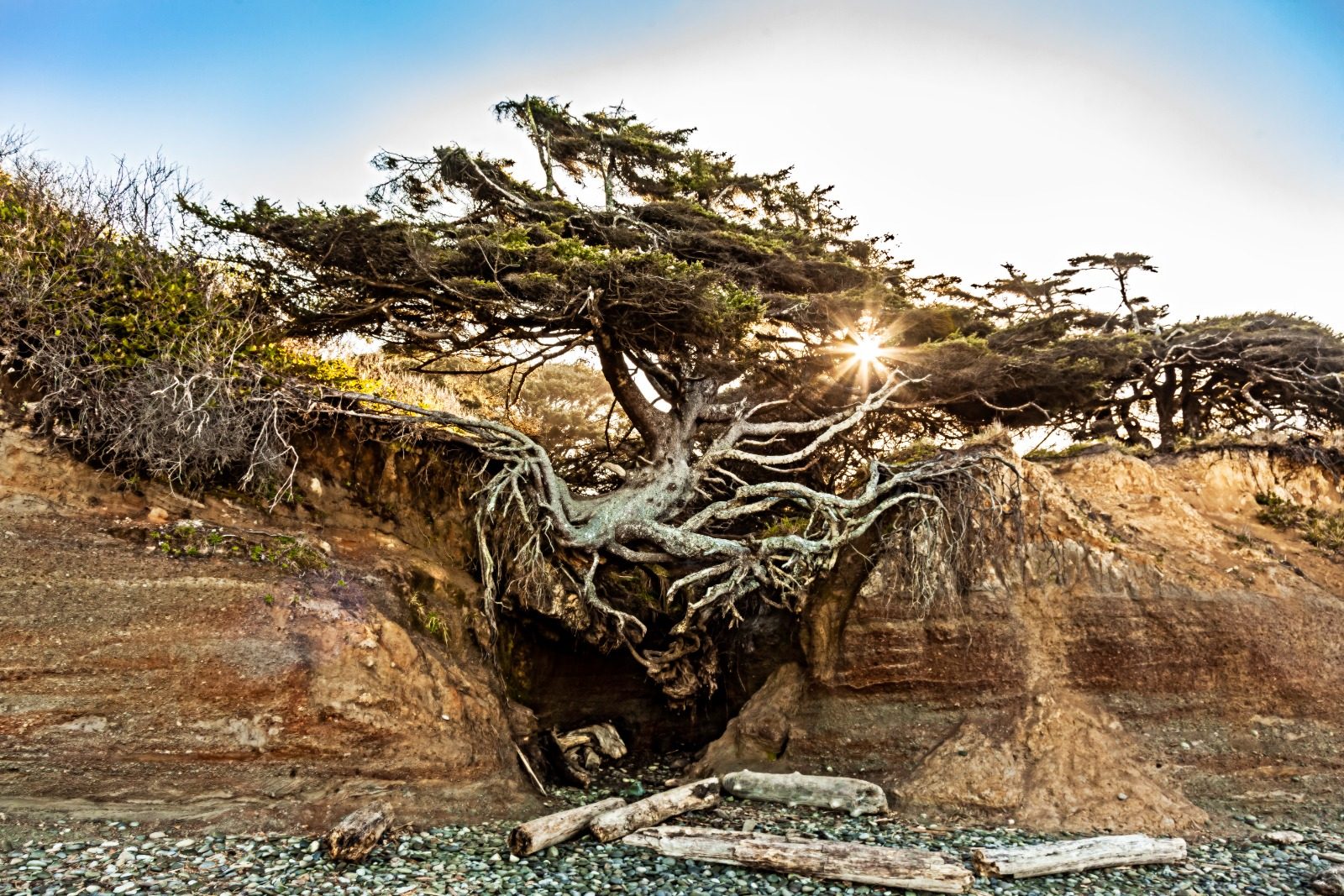 Tree of Life